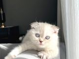 Ai̇lelere Uygun Si̇lver Poi̇nt Scotti̇sh
