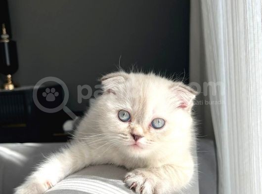 Ai̇lelere Uygun Si̇lver Poi̇nt Scotti̇sh görsel