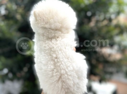 Ayi Surat Pomerani̇an Boo Yavrulari görsel