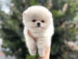 Ayi Surat Pomerani̇an Boo Yavrulari