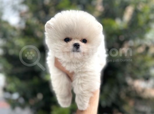 Ayi Surat Pomerani̇an Boo Yavrulari görsel