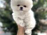 AYI SURAT POMERANİAN BOO YAVRULARI