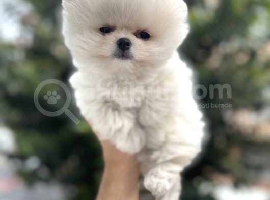 Ayi Surat Pomerani̇an Boo Yavrulari