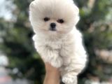 Ayi Surat Pomerani̇an Boo Yavrulari