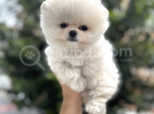 Ayi Surat Pomerani̇an Boo Yavrulari görsel
