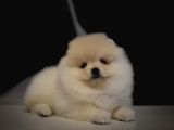 Yurt Dişi Gi̇ri̇şli̇ Pomerani̇an Boo Yavrulari