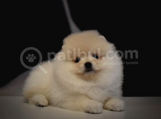 Yurt Dişi Gi̇ri̇şli̇ Pomerani̇an Boo Yavrulari görsel