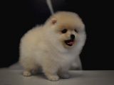 Yurt Dişi Gi̇ri̇şli̇ Pomerani̇an Boo Yavrulari