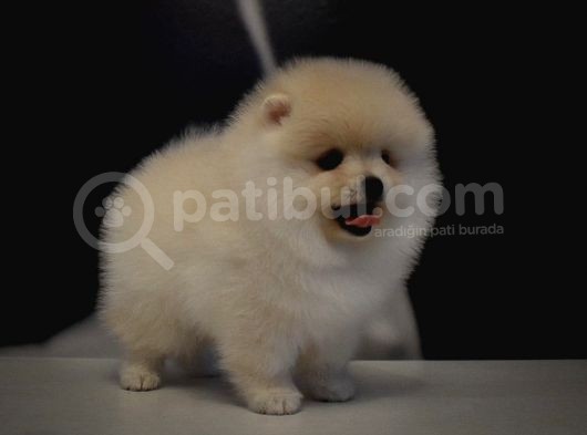 Yurt Dişi Gi̇ri̇şli̇ Pomerani̇an Boo Yavrulari görsel