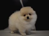 YURT DIŞI GİRİŞLİ POMERANİAN BOO YAVRULARI