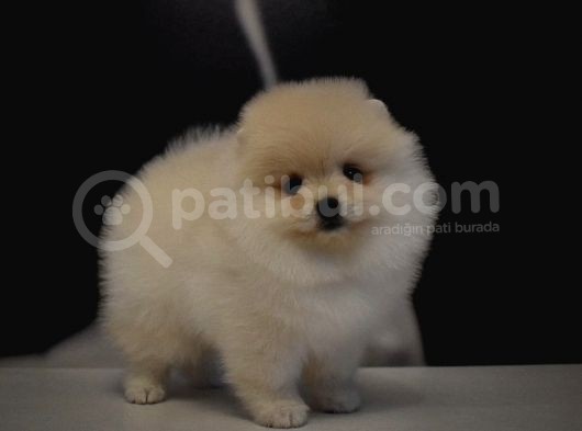 Yurt Dişi Gi̇ri̇şli̇ Pomerani̇an Boo Yavrulari