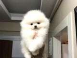 Bi̇blo Pomerani̇an Boo Yavrulari
