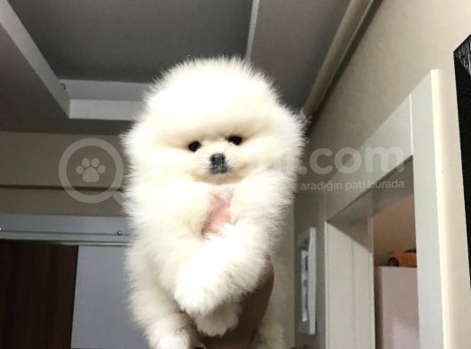 Bi̇blo Pomerani̇an Boo Yavrulari görsel