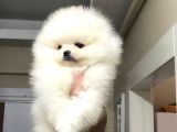 Bi̇blo Pomerani̇an Boo Yavrulari