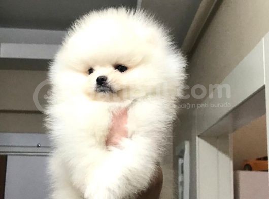 Bi̇blo Pomerani̇an Boo Yavrulari görsel
