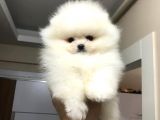 BİBLO POMERANİAN BOO YAVRULARI