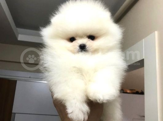 Bi̇blo Pomerani̇an Boo Yavrulari