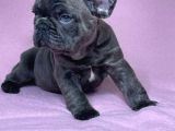 Safkan Blue French Bulldog Yavrulari