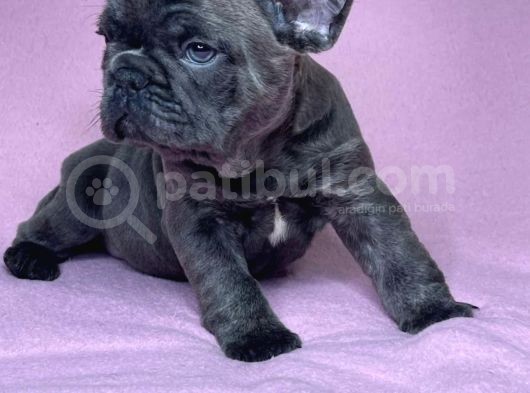 Safkan Blue French Bulldog Yavrulari görsel