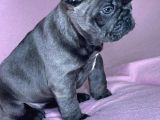 Safkan Blue French Bulldog Yavrulari