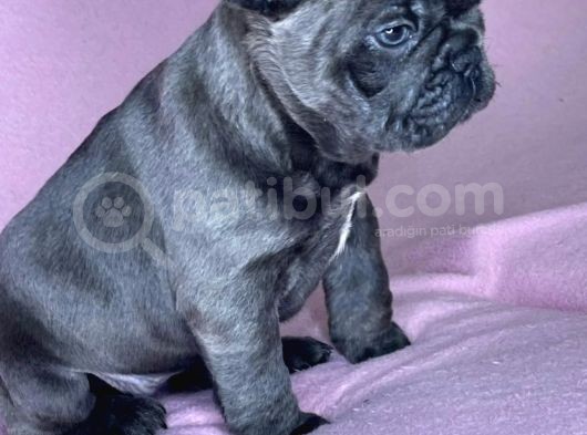 Safkan Blue French Bulldog Yavrulari görsel