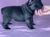 SAFKAN BLUE FRENCH BULLDOG YAVRULARI