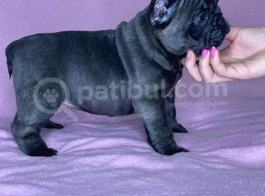 Safkan Blue French Bulldog Yavrulari