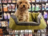 Bi̇blo Toy Poodle Yavrulari