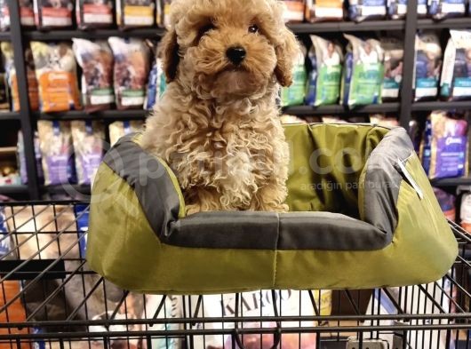Bi̇blo Toy Poodle Yavrulari görsel