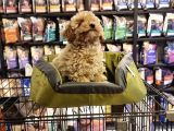 Bi̇blo Toy Poodle Yavrulari