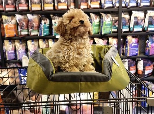 Bi̇blo Toy Poodle Yavrulari görsel