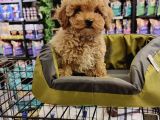 BİBLO TOY POODLE YAVRULARI
