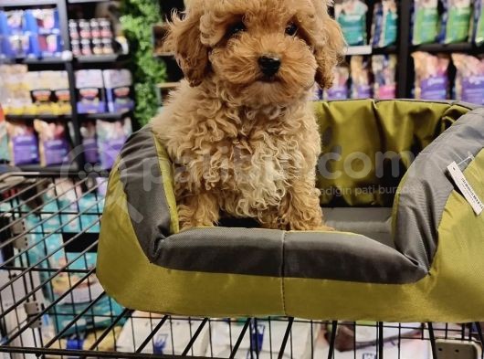 Bi̇blo Toy Poodle Yavrulari