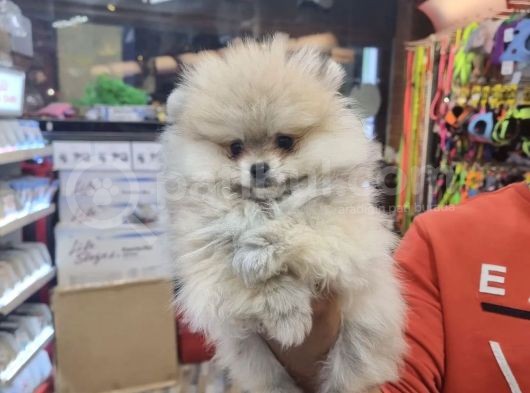 Her Renk Pomerani̇an Boo Yavrulari görsel