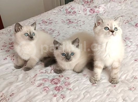 Blue Point Dişi Ve Erkek görsel