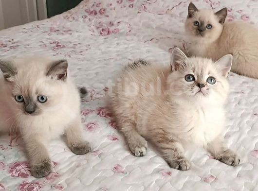 Blue Point Dişi Ve Erkek görsel