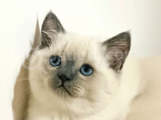 Blue Point Dişi Ve Erkek görsel
