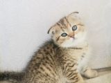 2 Aylık Dişi Ve Erkek Yavrularımız