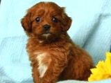 Tooy poodle cinsi yavrular DİŞİ erkek mevcuttur 