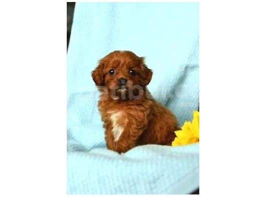 Tooy Poodle Cinsi Yavrular Di̇şi̇ Erkek Mevcuttur 