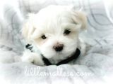 Maltesse Terrier Cinsi Güzel Yavrular 