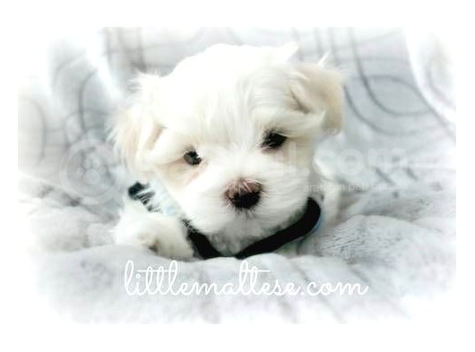 Maltesse Terrier Cinsi Güzel Yavrular 