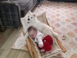 Eği̇ti̇mli Asili 3 Ayli̇k Samoyed
