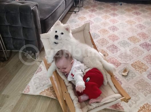 Eği̇ti̇mli Asili 3 Ayli̇k Samoyed görsel