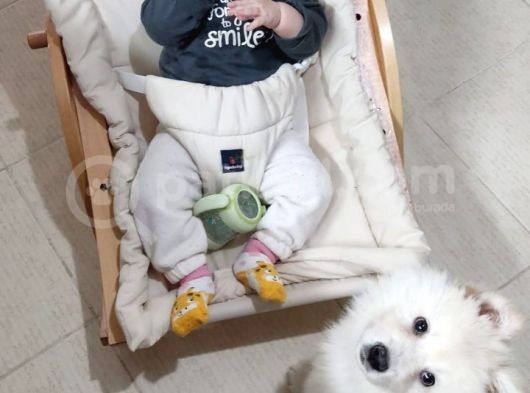 Eği̇ti̇mli Asili 3 Ayli̇k Samoyed görsel