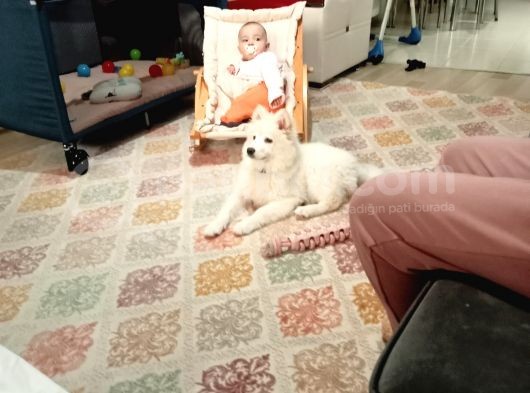 Eği̇ti̇mli Asili 3 Ayli̇k Samoyed görsel