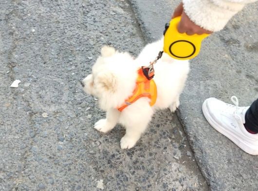 Eği̇ti̇mli Asili 3 Ayli̇k Samoyed görsel