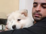 EĞİTİMLi ASILI 3 AYLİK SAMOYED