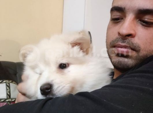 Eği̇ti̇mli Asili 3 Ayli̇k Samoyed