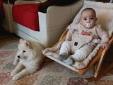 Eği̇ti̇mli Asili 3 Ayli̇k Samoyed